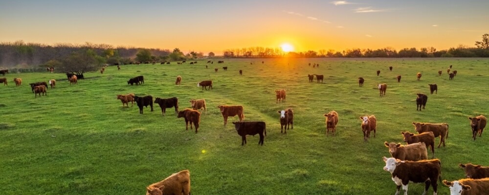 Iowa livestock insurance lawyer